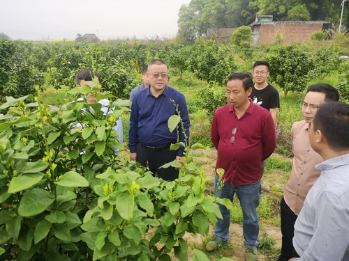 伟德国际1946源于英国：何福林率博士团赴邑口村开展服务 助力乡村振兴