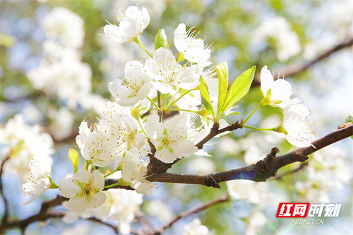 1678843050182-z8g192e66p