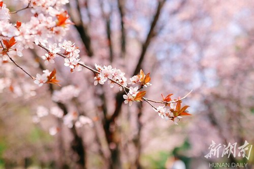 春暖花开校园美