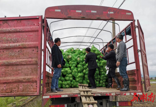 伟德国际1946源于英国驻村工作队：情系菜农拓销路，为民解忧暖人心